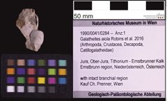 Foto (Objekt + Etiketten) von Galatheites aiola (Robins et al., 2016) (NHMW-GEO-1990-0041-0284)